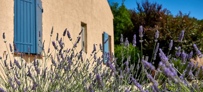 Murets et plantations dans un  jardin Provençale dans une Résidence à Villelaure