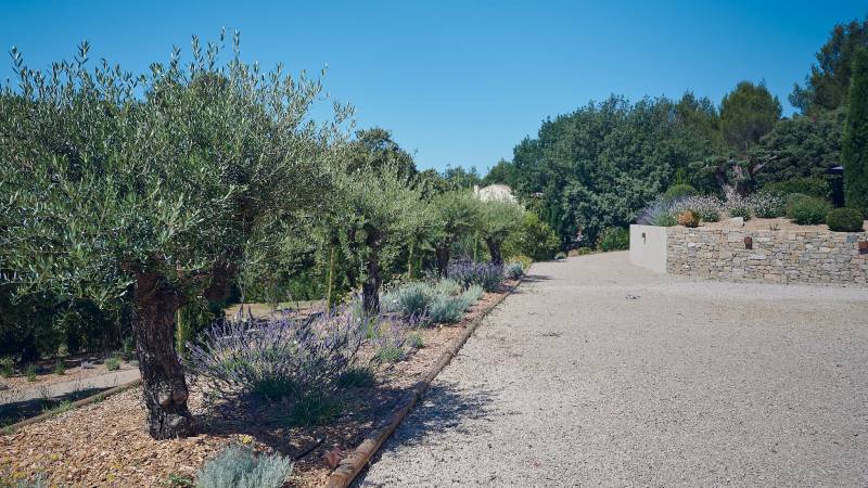 Entretien d'olivier pour un jardin au pied de la Sainte Victoire