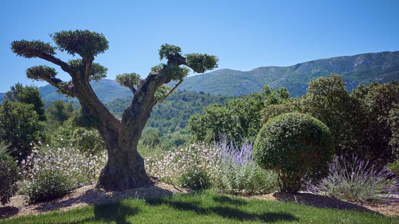 Création de jardin méditerranéen à Fuveau