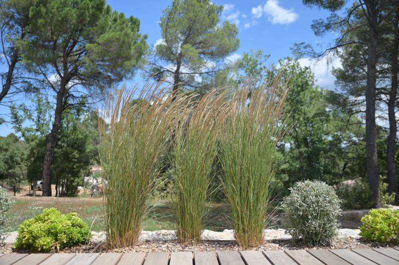 Plantation aux abords d'une piscine à Jouques dans les bouches du Rhône