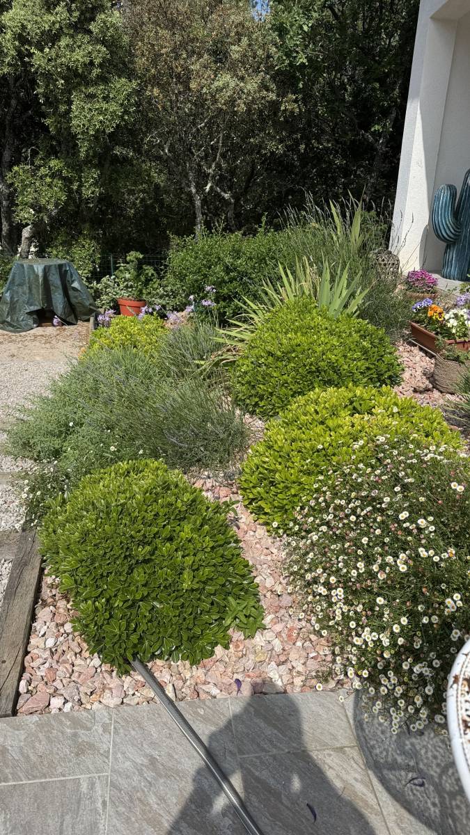 Plantes Méditerranéennes