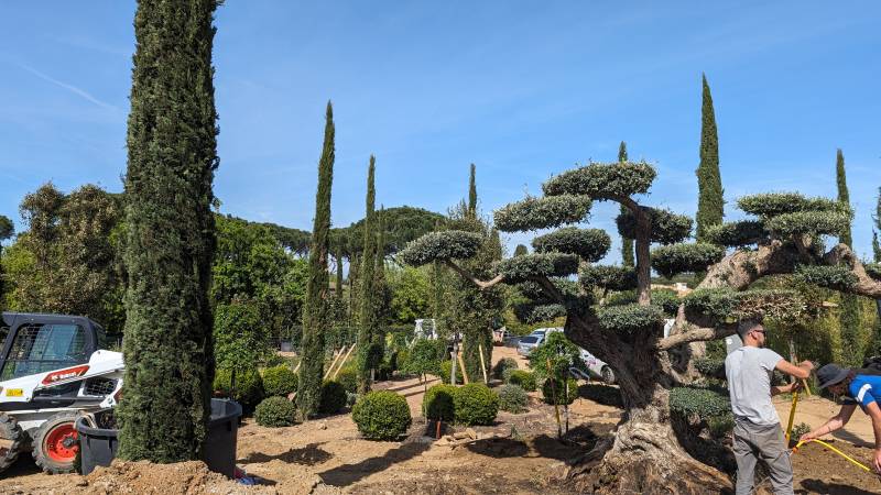 Jardin Mediterranée AD PAYSAGE